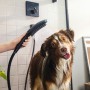 hansgrohe DogShower Pomme de douche pour chien 150 3 modes de jets Select - vue technique