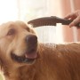hansgrohe DogShower Pomme de douche pour chien 150 3 modes de jets Select - photo produit